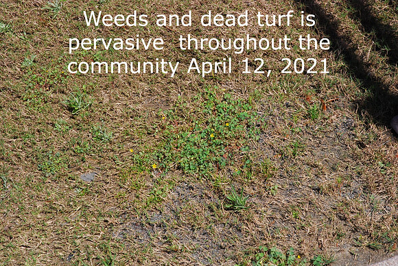 Weeds dead area pervasvie in the community April 12, 2021 (3)