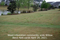 Weeds in yards Eastside of Willow Pond April 29 21 (4)