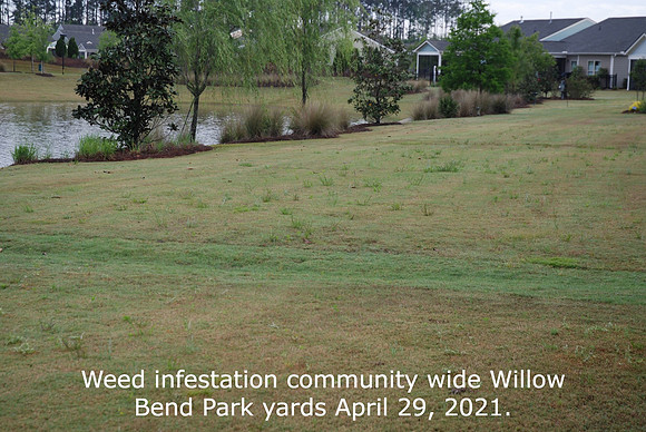Weeds in yards Eastside of Willow Pond April 29 21 (4)
