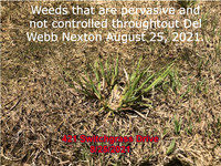Weeds not covered by contract switchgrass (2)