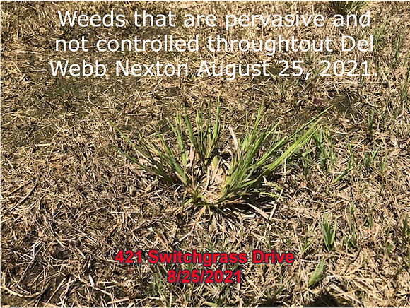 Weeds not covered by contract switchgrass (2)