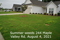 Weeds 244 Maple Valley Rd. Aug. 4 21 (2) (3)
