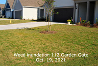 Weed inundation 112 Garden Gate Oct. 19 2021. (1)