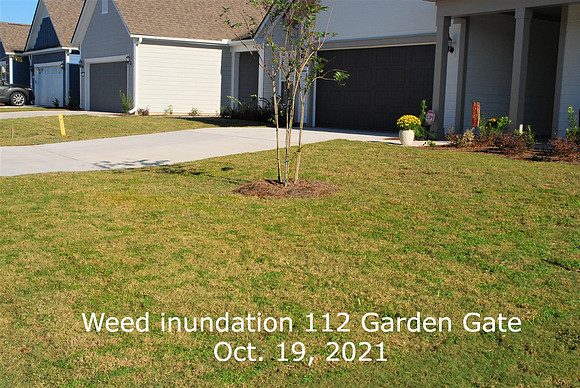 Weed inundation 112 Garden Gate Oct. 19 2021. (1)