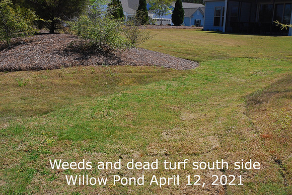 Weeds and dying turf Willow Pond April 12 21 (2)