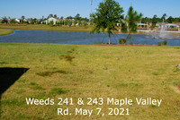 Weeds 243 and 241 Maple Valley Rd. May 7 21 (1)