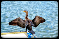 James Earley DSC_0822~2 Double-Crested Cormorant