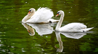 Michael Pausic 20250508-Swan Lake-Iris Gardens SC-028