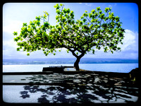 James Earley Hawaii Is Hoppa On Hoppa Off March 26, 2024 - 299-3~5 JE Edit