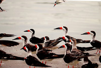 Birds #5