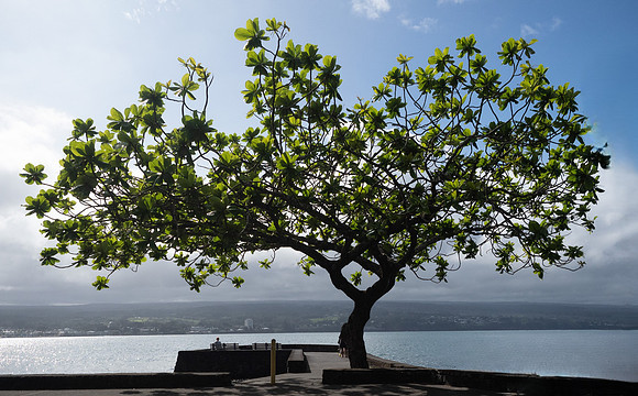 Mark Hallbeck Hawaii - (3)