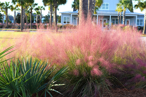 James Earley MuhlyGrass DSC_0585a