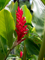 MAUI - Road to Hana March 24, 2024 - 262