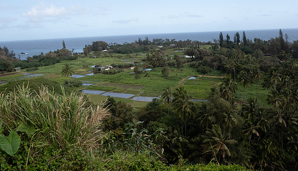 MAUI - Road to Hana March 24, 2024 - 255