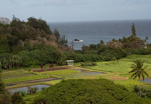 MAUI - Road to Hana March 24, 2024 - 257