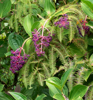 MAUI - Road to Hana March 24, 2024 - 308