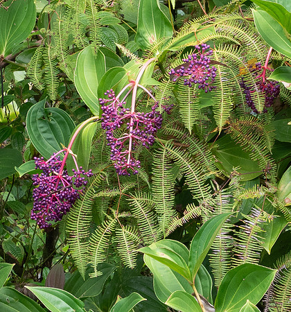 MAUI - Road to Hana March 24, 2024 - 308