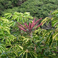 MAUI - Road to Hana March 24, 2024 - 251