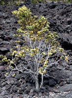 Hawaii Is  Hoppa On Hoppa Off March 26, 2024 - 270