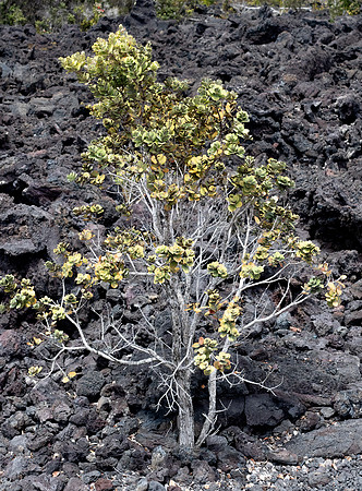 Hawaii Is  Hoppa On Hoppa Off March 26, 2024 - 270