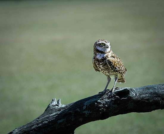 Marilyn Nordine 26 Birds of Prey-0113