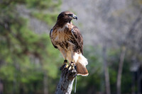 Avian Conservation Center 3-27-26