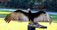 James Earley DSC_0986a~3
