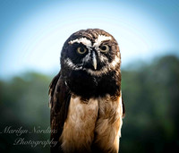 Marilyn Nordine 26 Birds of Prey Corrected Eye-