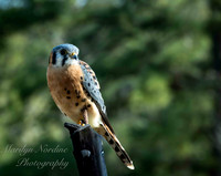 Marilyn Nordine 26 Birds of Prey-0004-2