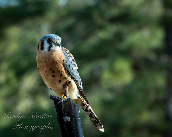 Marilyn Nordine 26 Birds of Prey-0004-2