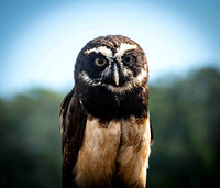 Marilyn Nordine 26 Birds of Prey-0098
