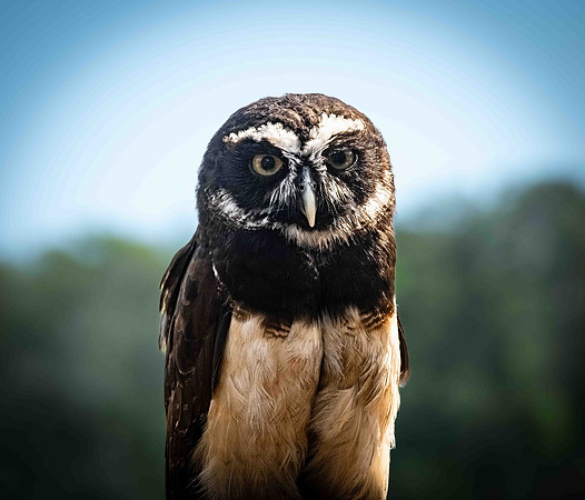 Marilyn Nordine 26 Birds of Prey-0098
