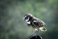 Marilyn Nordine 26 Birds of Prey-0105