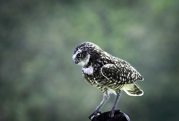 Marilyn Nordine 26 Birds of Prey-0105