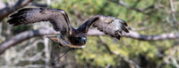 Michael Pausic 20260327_DWNPC Avian Concervation Center-158_1