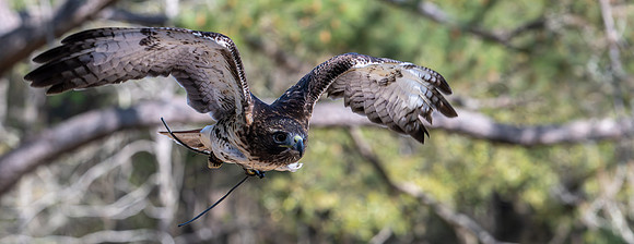 Michael Pausic 20260327_DWNPC Avian Concervation Center-158_1