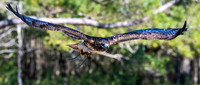 Michael Pausic 20260327_DWNPC Avian Concervation Center-160_1