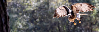 Michael Pausic 20260327_DWNPC Avian Concervation Center-125_1
