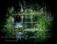 Marilyn Nordine 26 Cypress Gardens-0054