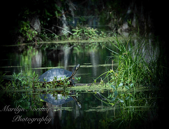 Marilyn Nordine 26 Cypress Gardens-0054