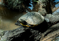 Francis Beidler - Audubon  May 07, 2021  070