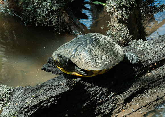 Francis Beidler - Audubon  May 07, 2021  070