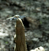 Francis Beidler - Audubon  May 07, 2021  061