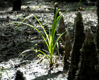 Francis Beidler - Audubon  May 07, 2021  063