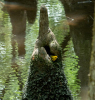 Francis Beidler - Audubon  May 07, 2021  039