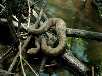 Francis Beidler - Audubon  May 07, 2021  035