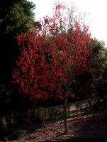 Sebastopol 2019 October 18, 2019  029