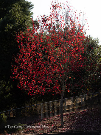 Sebastopol 2019 October 18, 2019  029