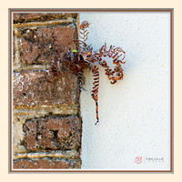 John Foehl Clinging On