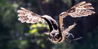 Michael Pausic 20260327_DWNPC Avian Concervation Center-451